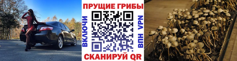 Галлюциногенные грибы Psilocybe Михайловка